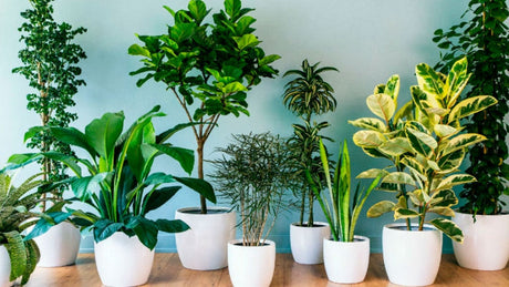 Plantas de interior